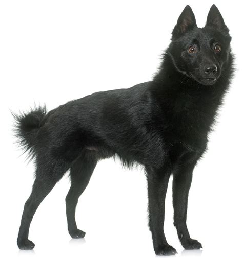 Schipperke - Dog Breed Guide