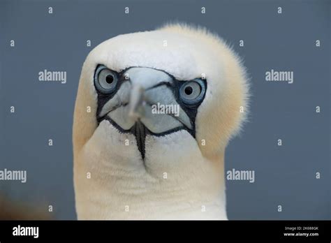 Northern Gannet Morus Bassanus An Adult Bird Looking Over The Top Of A