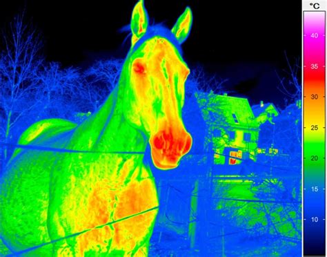 Thermal Imaging in Vet Science - BlinkTech