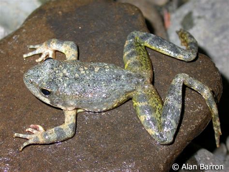 Foothill Yellow Legged Frog Alchetron The Free Social Encyclopedia