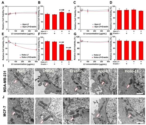 Influence Of Apo Lf And Holo Lf On Cell Viability And Morphology A H Download Scientific