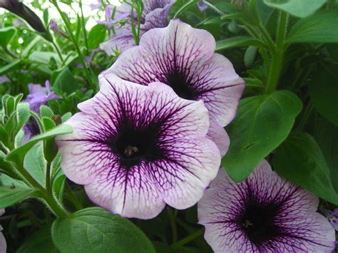 Purple petunias | Purple petunias, Petunias, Flowers