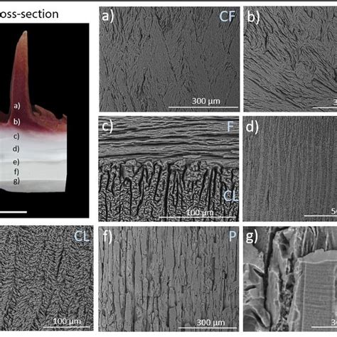 Sem Micrographs Of The Microstructures Observed Along A Polished Download Scientific Diagram