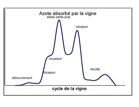 Raisonnement de la fertilisation azotée en viticulture Institut