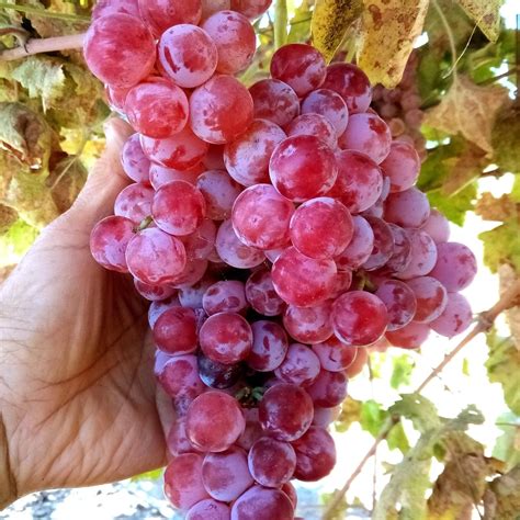 Globe Seedless Grape Vine Cuttings - 50 Bulk THIN Cuttings - Vitis