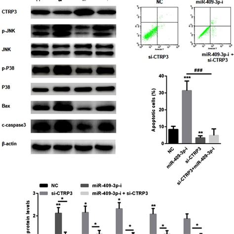 Mir‐409‐3p‐induced Cell Apoptosis Was Mediated Via Ctrp3 In Pc12 Cells