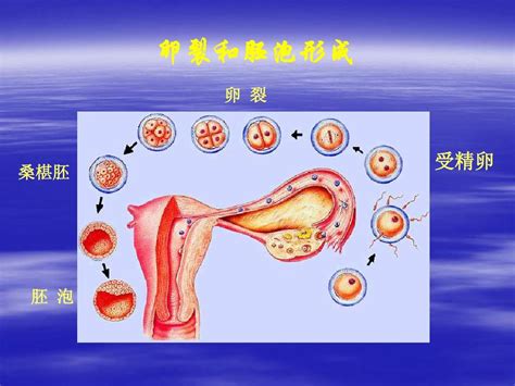 人胚胎的早期发育word文档在线阅读与下载无忧文档