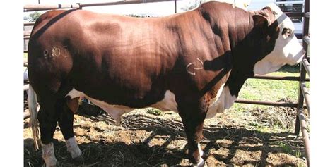 Australian Braford Cows Braford Cattle Breeds Bull Riding