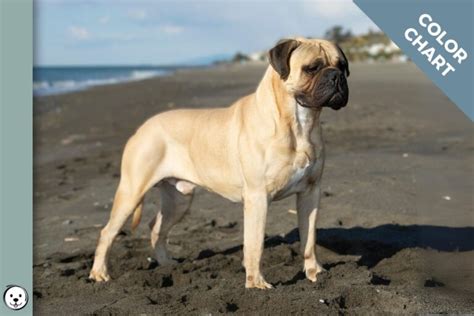 Bullmastiff Color Chart | Coats and Colors