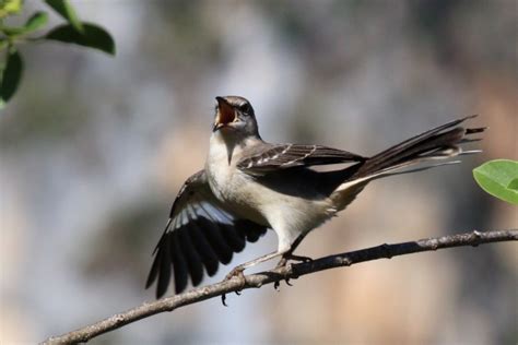 The Bird Who Sings All Night | Outside My Window