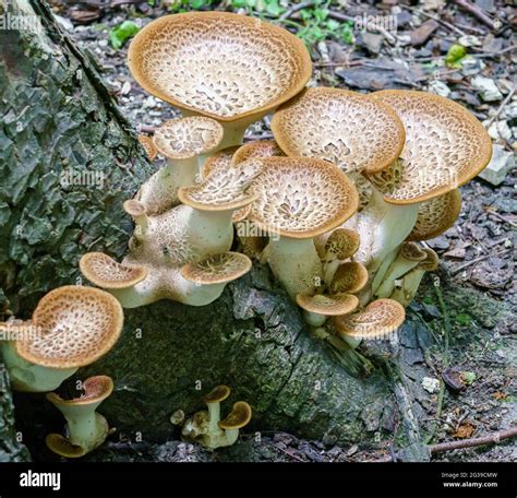 Cerioporus Squamosus O Polyporus Squamosus Es Un Hongo De Soporte