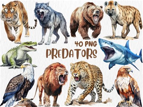 Watercolor Predators Clipart Lion, Tiger, Leopard, Cheetah, Wolf, Eagle ...