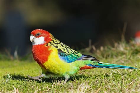 List Of Birds Of Australia All Birds Wiki