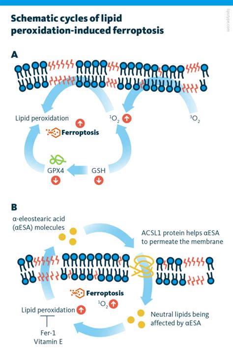 Lipids Promote Ferroptosis In Cancer Cells Lipotype GmbH