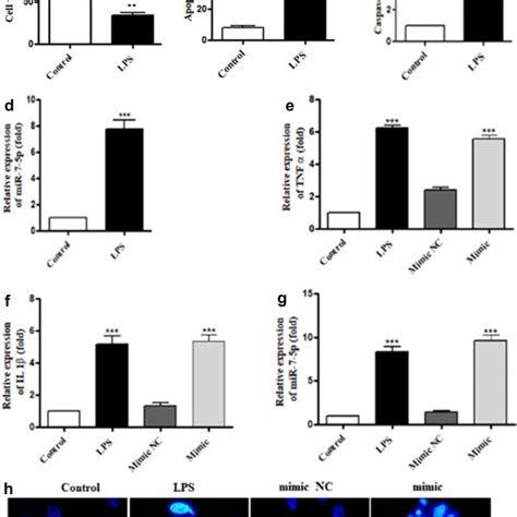 MiR 7 5p Inhibition Reversed LPS Mediated Apoptosis In BEAS 2B Cells