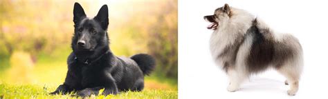 Keeshond vs Black Norwegian Elkhound - Breed Comparison