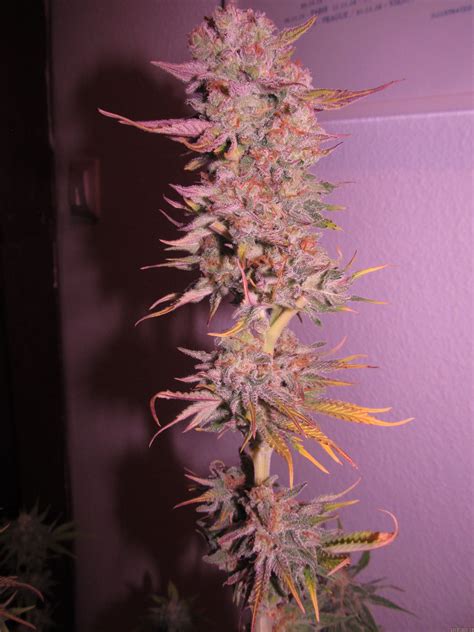 Galerie des Variétés Super Skunk Sensi Seeds PIC 05021766570922058