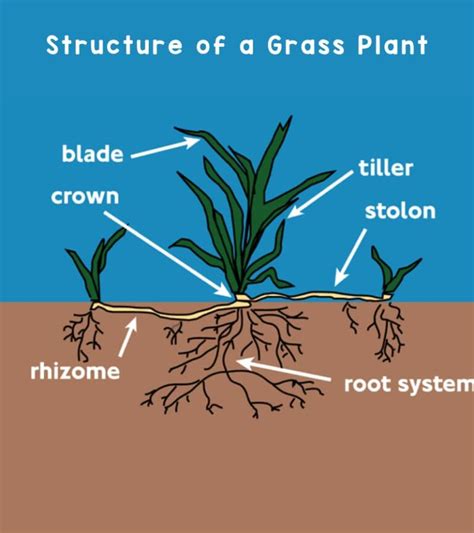 Anatomy Of Grass 101 Learn About Grass Plant Parts Backyard Addict