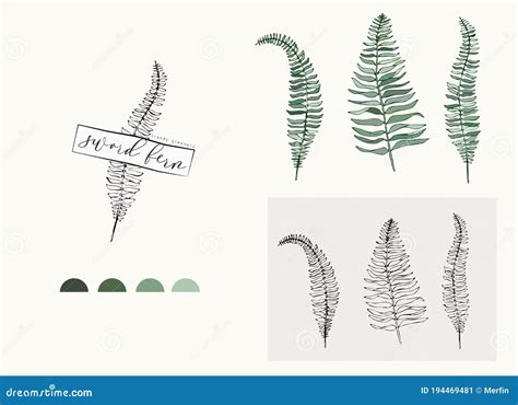 Sword Fern Leaf Logo And Branch Hand Drawn Wedding Herb Plant And