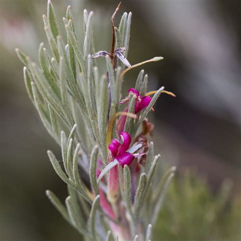 Buy Adenanthos X Cunninghamii From Fernview Nurseries