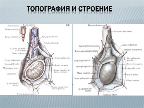 Мужское Яичко Строение Фото — Картинки фотографии