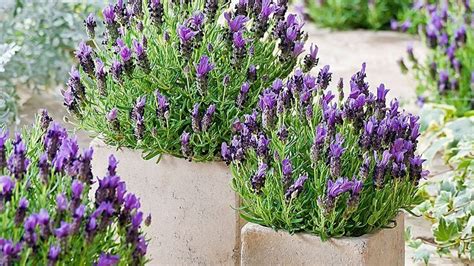 Passos Para Fazer Mudas De Lavanda Super Universo Das Plantas