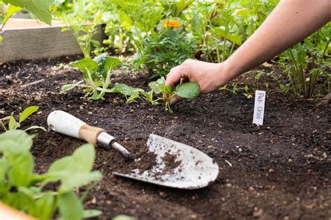 How To Direct Sow Seeds Successfully In Your Garden