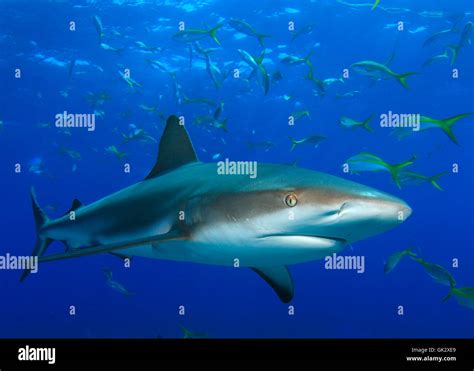 fish underwater reef Stock Photo - Alamy