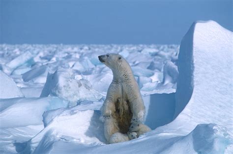 Polar Bear Week Highlights Climate Threats To Arctic Sea Ice The Narwhal