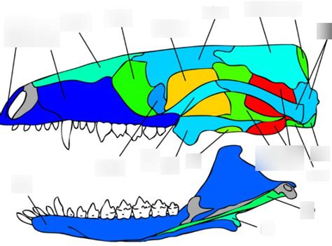 Mammal Skull Bones Diagram Quizlet