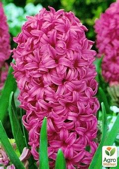 ГИАЦИНТЫ: купить луковицы и клубни гиацинта почтой в Киеве, Одессе и ...