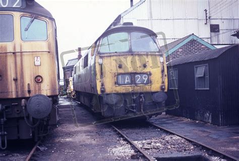 Rail Online Class 52 Western D1041 1975 Taunton