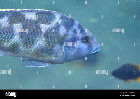 Lake Malawi Cichlids Cichlidés Du Lac Malawi 16112017 Stock Photo