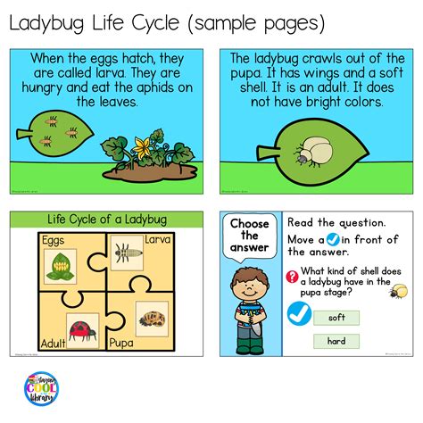Ladybug Life Cycle Worksheets Ladybug Life Cycle Printables Simple