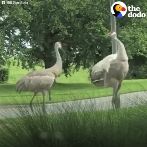 Swans Mating S Get The Best  On Giphy