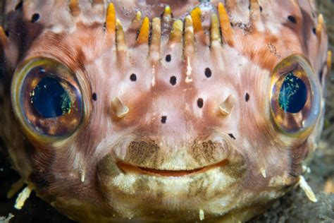 Some Funny Fish Faces – ktuli photography