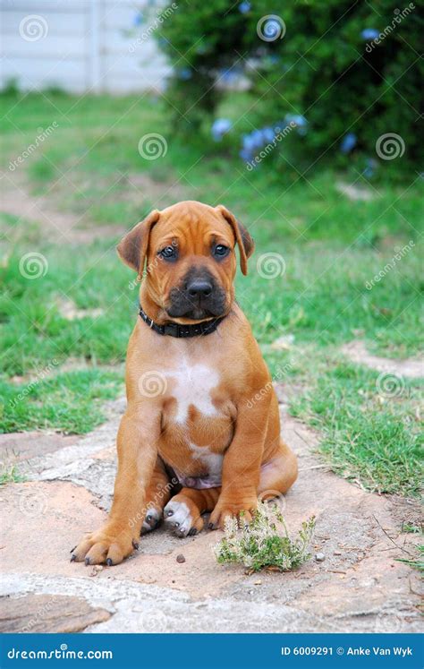 Rhodesian Ridgeback puppy stock image. Image of lovable - 6009291