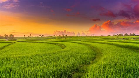 WALLPAPERS HD: Countryside Paddy Fields