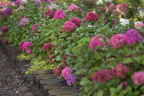 Hydrangea Pictures - National Garden Bureau