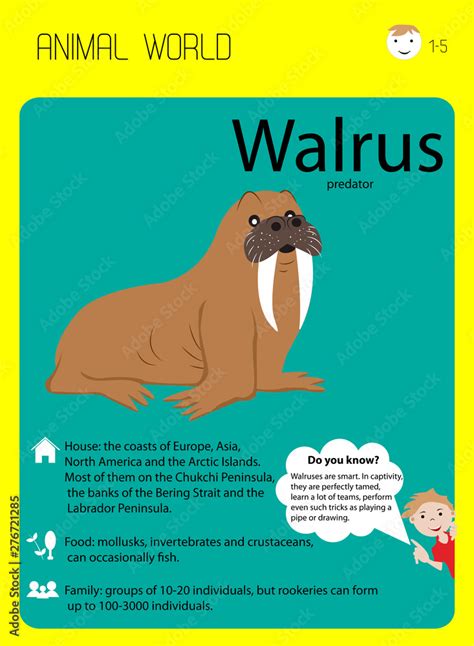 Walrus With Fangs Educational Flash Cards For Children Kindergarten