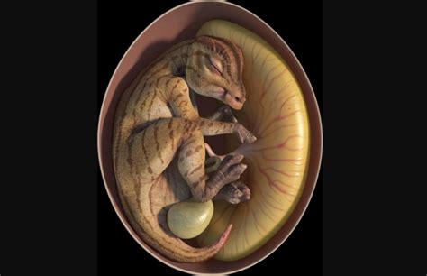 Dinosaur Embryo Picture Among 9 Spectacular Winners In Nature Competition