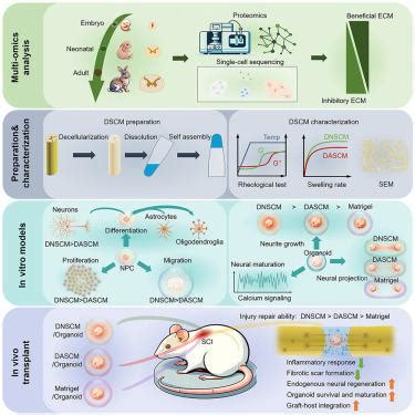 Harnessing Developmental Dynamics Of Spinal Cord Extracellular Matrix