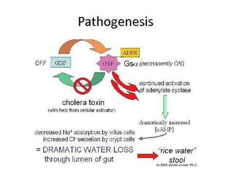 Introduction V Cholera Etiology Pathogenesis