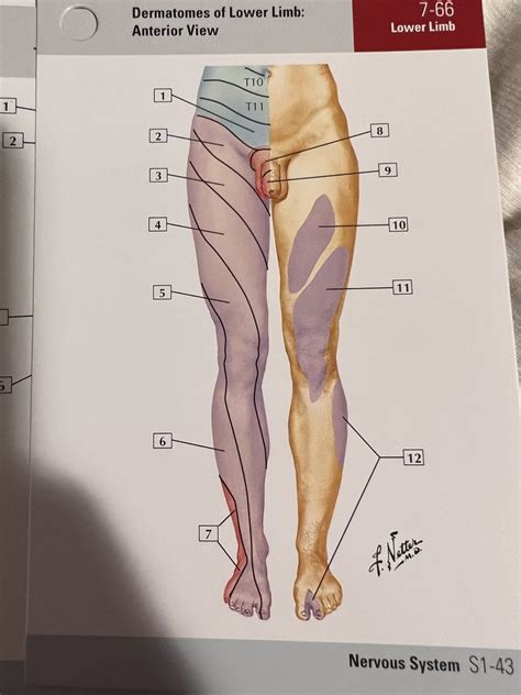 Lower Extremity Anterior Dermatomes Diagram Quizlet The Best Porn Website