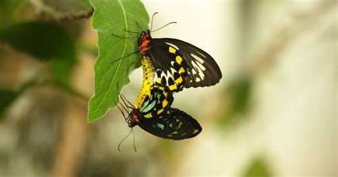 Nature Sex Lies And Butterflies Kpbs Public Media