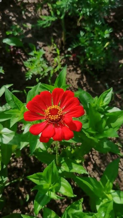 Циния Монарх - YouTube