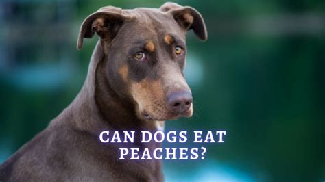 Can Dogs Have Peaches? - ThePets
