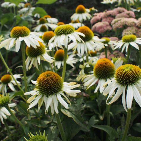 Echinacea Purpurea Powwow White Stratford Garden Centre