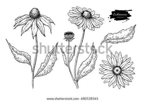 Echinacea Vector Drawing Isolated Flower Leaves Stock Vector (Royalty ...