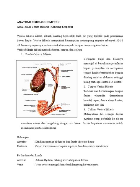 Anatomi Fisiologi Empedu Pdf